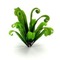 Asplenium scolopendrium