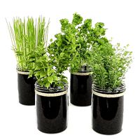 Kitchen Plants Set04