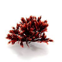 Seaweed Red V3