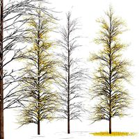 Real Tree Maidenhair Ginkgo Biloba Winter