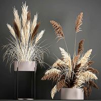 Pampas grass in a flowerpot for the interior 1061