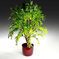 tree in a pot