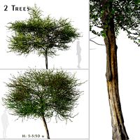 Set of English Hawthorn or Crataegus monogyna Tree  - 2 Trees