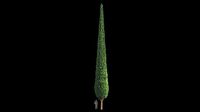 Cypress 20 meters