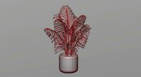 Areca palm plant