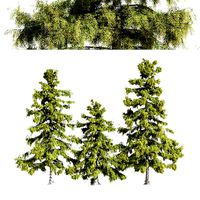 3 diffrent tree Alaska Cedar