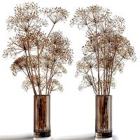Dry flowers 7 Heracleum