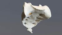 Sacrum - human female