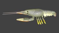 Noble crayfish