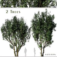 Set of Acer Campestre or Field maple Tree - 2 Trees