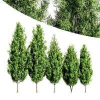 5diffrent tree Italian Cypress01