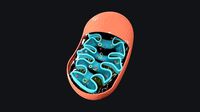 Mitochondria