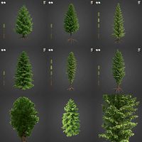 2021 PBR Western Red Cedar Collection - Thuja Plicata