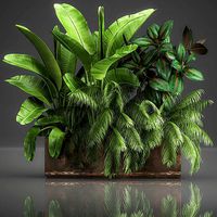 Decorative plants for outdoor and interior in metal pots 1057