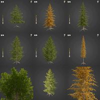 2021 PBR Western Larch Collection - Larix Occidentalis
