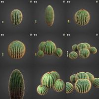 2021 PBR Arizona Barrel Cactus - Ferocactus Wislezenii