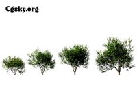 Pistacia lentiscus - Mastic