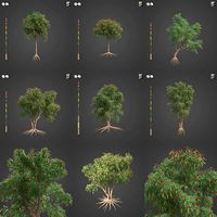 2021 PBR Weeping Bottlebrush Collection - Callistemon Viminalis