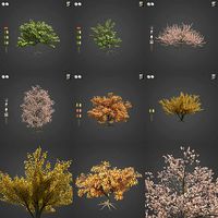 2021 PBR Peach Tree Collection - Prunus Persica