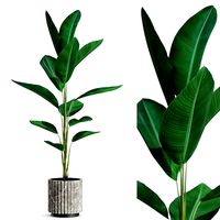 Plants collection 593