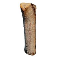 trunk 48