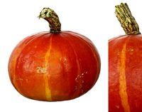 Small Hokkaido Pumpkin