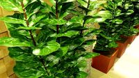 Ficus lyrata