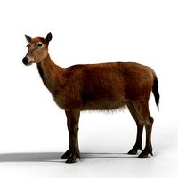 Female Deer 2 Animations  VFX Grace
