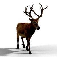 Male Deer with 5 Animations  VFX Grace