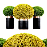 2 Different tree Coleus Painted Nettle seeds tree collection