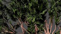 TREES