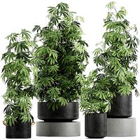 Decorative Cannabis in flowerpots 770