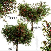 Set of Apple or Malus domestica  Trees - 2 Trees