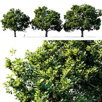 Common oak Nr3 H16-19m Three trees