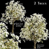 Set of Royal Star Magnolia or Magnolia Stellata Trees - 2 Trees