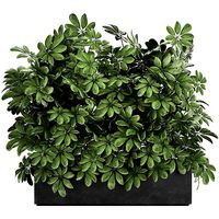 Decorative Schefflera in flowerpots 767