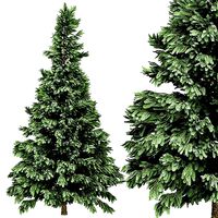Spruce 6