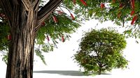 EVERYPlant Scarlet Bottlebrush 12 --15 Models--