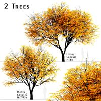 Set of Honey Locust or Gleditsia Triacanthos Trees - 2 Trees