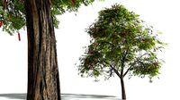 EVERYPlant Scarlet Bottlebrush 08 --15 Models--