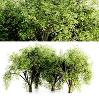 American elm tree collection