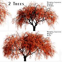 Set of Weeping Japanese Maple or Acer Palmatum Trees - 2 Trees