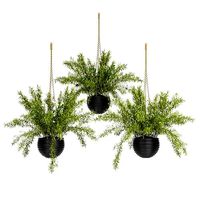 Hanging Basket plants set