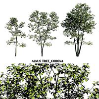 Alnus tree
