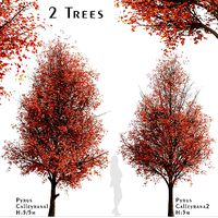 Set of Pyrus Calleryana or Callery Pear Trees - 2 Trees
