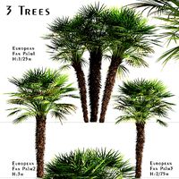 Set of European Fan Palm or Chamaerops Humilis trees - 3 Trees