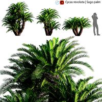Cycas revoluta - Sago palm - 01