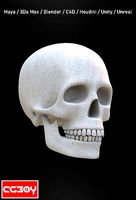 Human Skull