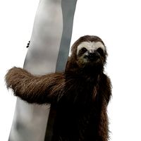 Three-Toed Sloth Animated