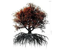 Beech Tree 002 - Fagus grandifolia